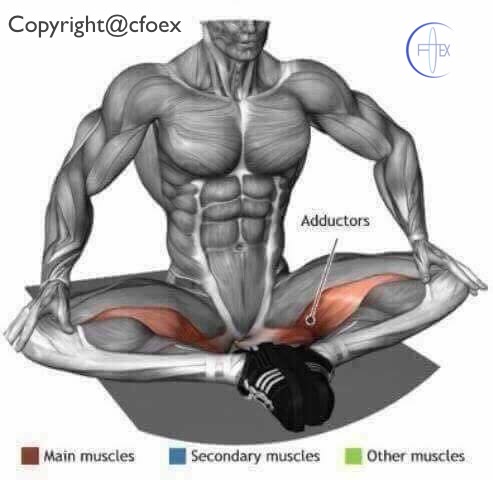 Estiramientos musculares miembros inferiores