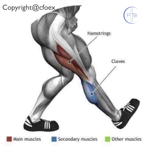 Estiramientos Musculares Miembros Inferiores 02