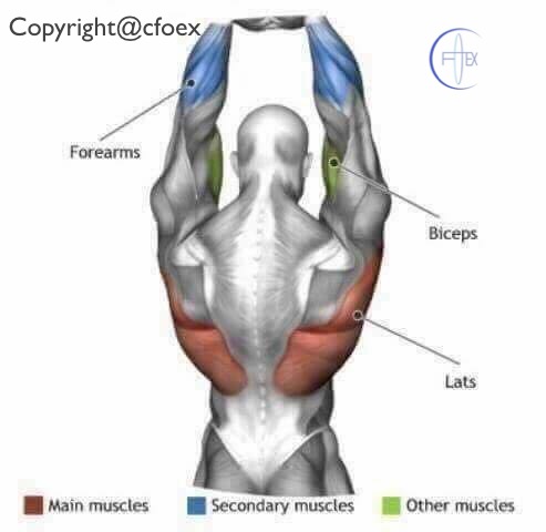 Estiramientos Musculares Miembros Superiores 02