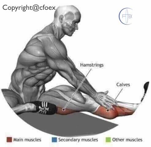 Estiramientos Musculares Miembros Inferiores 06