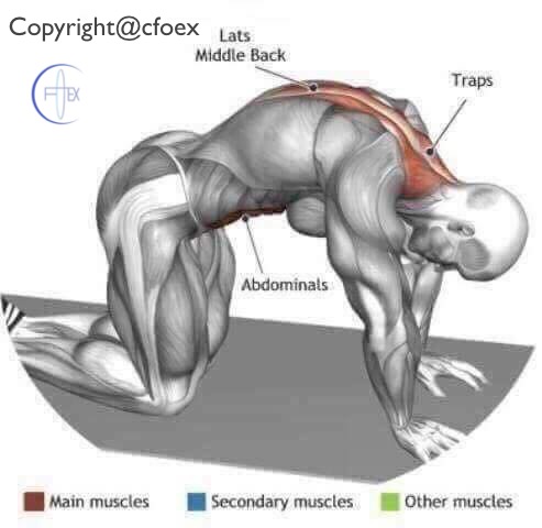 Estiramientos Musculares Miembros Superiores 06