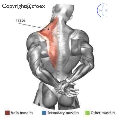 Estiramientos Musculares Miembros Superiores 07