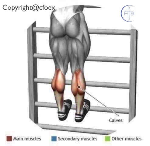Estiramientos Musculares Miembros Inferiores 10